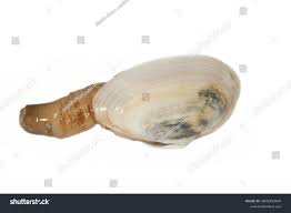 Attēlu rezultāti vaicājumam “Mya arenaria”