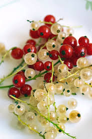 Attēlu rezultāti vaicājumam “Ribes rubrum fruit”