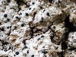 Attēlu rezultāti vaicājumam “Acrocordia gemmata”