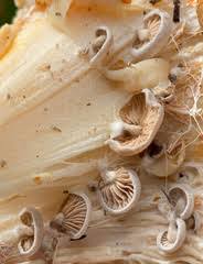 Attēlu rezultāti vaicājumam “Cribraria languescens spores”