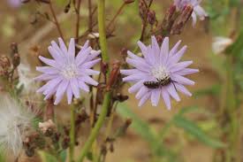 Attēlu rezultāti vaicājumam “Lactuca tatarica flower”