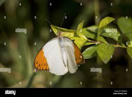 Attēlu rezultāti vaicājumam “Anthocharis cardamines male”