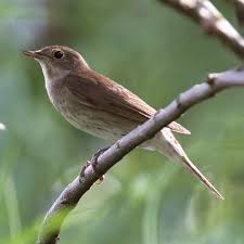 Image result for Luscinia luscinia