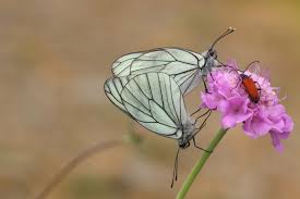 Attēlu rezultāti vaicājumam “Aporia crataegi female”