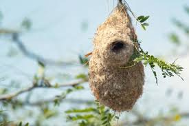 Attēlu rezultāti vaicājumam “Remiz pendulinus nest”