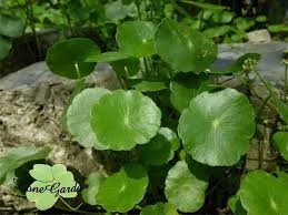 「香菇草」的圖片搜尋結果