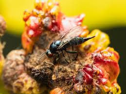 Attēlu rezultāti vaicājumam “Agathomyia wankowiczii”