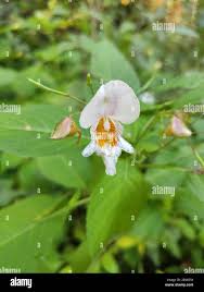 Attēlu rezultāti vaicājumam “Impatiens parviflora flower”