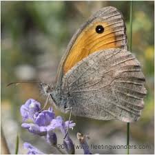 Attēlu rezultāti vaicājumam “Hyponephele lycaon male”