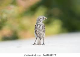 Attēlu rezultāti vaicājumam “Passer domesticus juvenile”