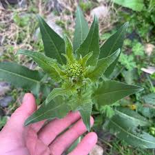 Attēlu rezultāti vaicājumam “Bunias orientalis flower”