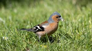 Attēlu rezultāti vaicājumam “Fringillidae”