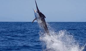 Image result for Kajikia albida