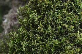 Attēlu rezultāti vaicājumam “Antitrichia curtipendula”