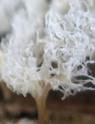 Attēlu rezultāti vaicājumam “Clastoderma debaryanum stalked”