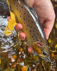 Image result for Salmo macrostigma