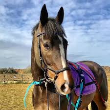 Image result for Dalkeith Park Equestrian Club
