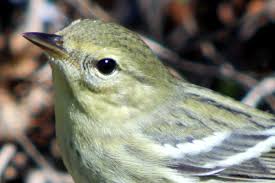 Image result for Dendroica striata