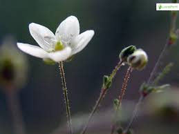 Attēlu rezultāti vaicājumam “Sagina nodosa flower”