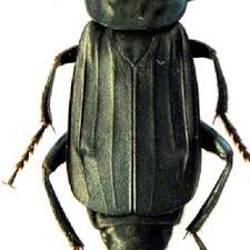 Attēlu rezultāti vaicājumam “Necrodes littoralis”