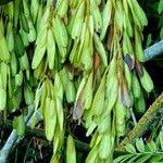 Attēlu rezultāti vaicājumam “Fraxinus excelsior fruit”