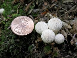 Attēlu rezultāti vaicājumam “Lycoperdon perlatum”