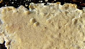 Attēlu rezultāti vaicājumam “Junghuhnia nitida”