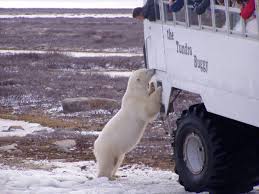 Image result for tundra buggy