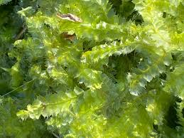 Attēlu rezultāti vaicājumam “Lophocolea bidentata”