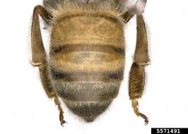 Attēlu rezultāti vaicājumam “Apis mellifera”