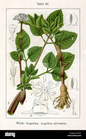 Image result for Angelica silvestris