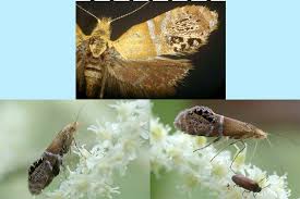 Attēlu rezultāti vaicājumam “Adelidae”