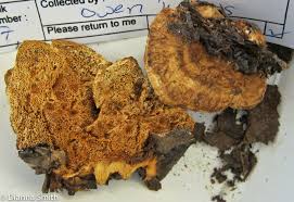 Attēlu rezultāti vaicājumam “Pycnoporellus fulgens”