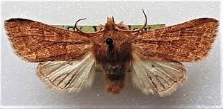 Attēlu rezultāti vaicājumam “Orthosia miniosa”