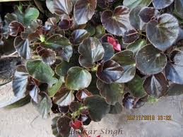 Image result for Begonia cucullata var. Hookeri