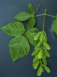 Attēlu rezultāti vaicājumam “Acer negundo”