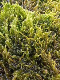 Attēlu rezultāti vaicājumam “Warnstorfia exannulata”