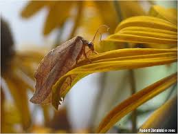 Attēlu rezultāti vaicājumam “Drepanepteryx phalaenoides”