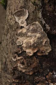 Attēlu rezultāti vaicājumam “Datronia mollis”