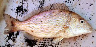 Image result for Haemulon aurolineatum