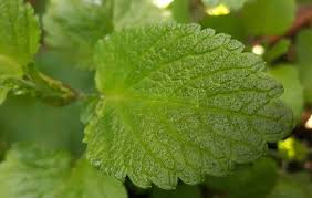 Attēlu rezultāti vaicājumam “Melissa officinalis leaf”