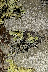 Attēlu rezultāti vaicājumam “Pertusaria amara”