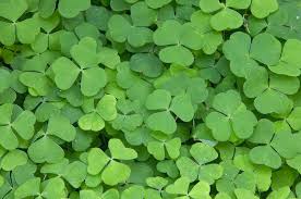 Attēlu rezultāti vaicājumam “Oxalis acetosella leaf”