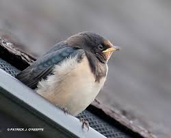 Attēlu rezultāti vaicājumam “Hirundo rustica juvenile”