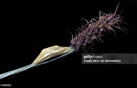 Attēlu rezultāti vaicājumam “Zygaena cocoon”