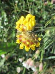 Attēlu rezultāti vaicājumam “Anthyllis maritima”