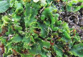 Attēlu rezultāti vaicājumam “Rhabdoweisia fugax sporophyte”