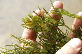 Attēlu rezultāti vaicājumam “Chara polyacantha”