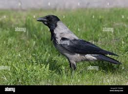 Attēlu rezultāti vaicājumam “Corvus cornix adult”