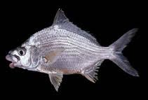 Image result for Eugerres plumieri